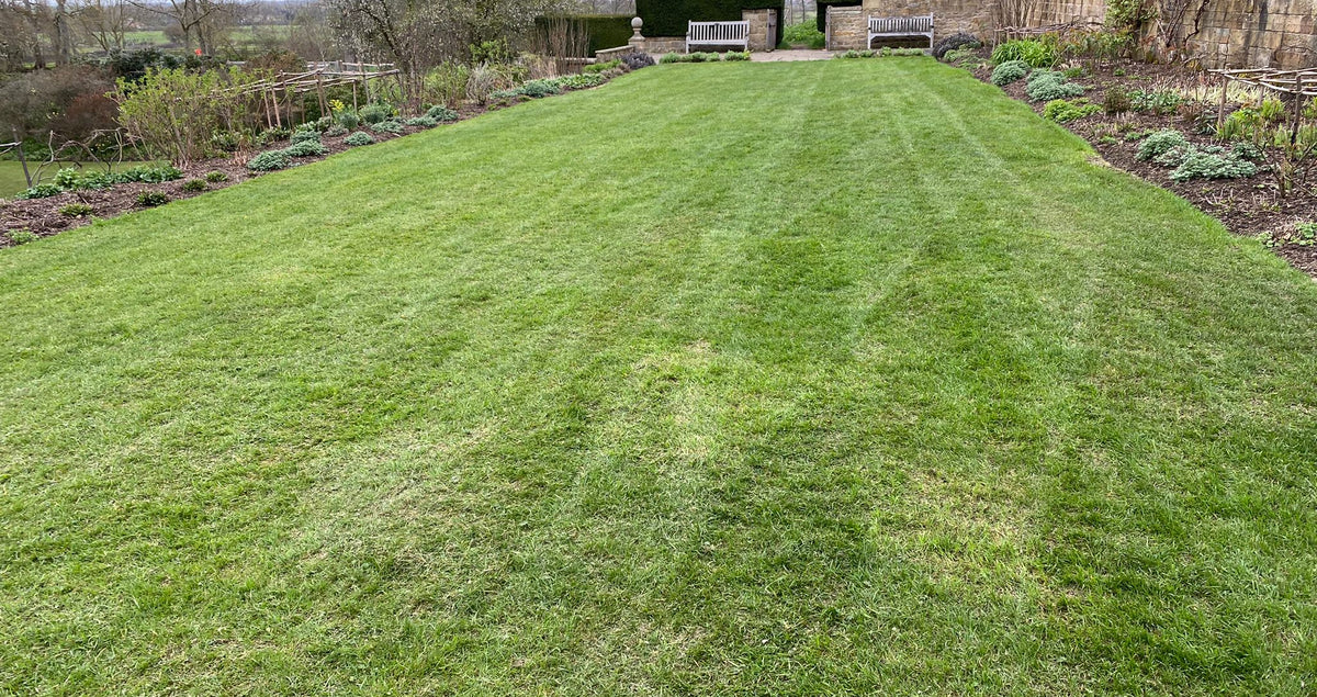 The Importance of Overseeding and Adding New Plants to Your Lawn