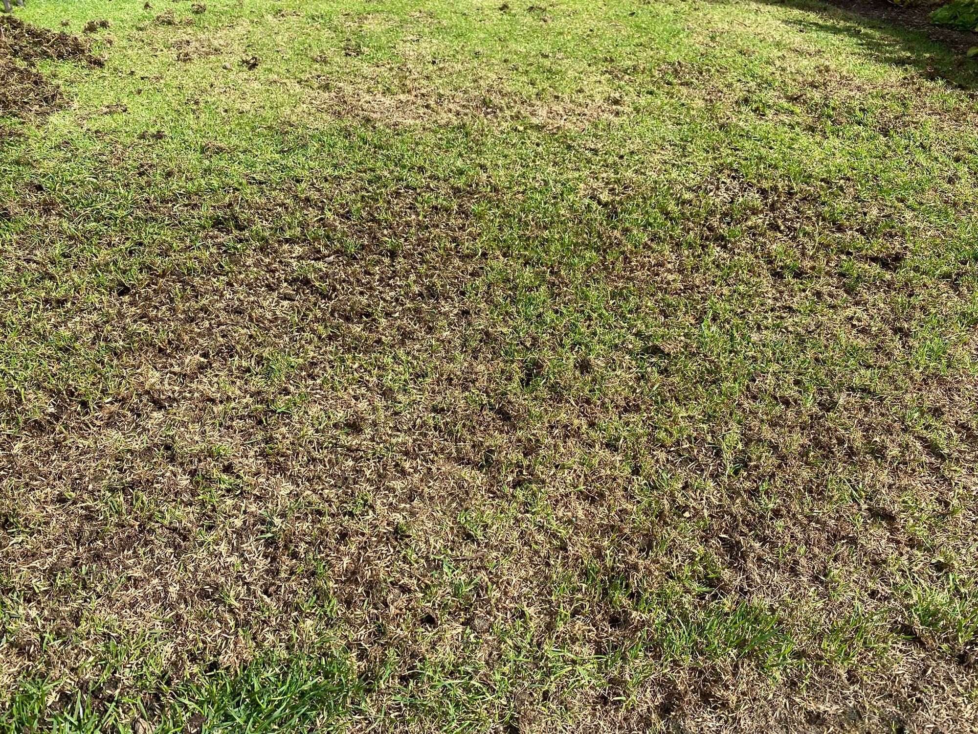 What is Top Dressing a Lawn and Do I Need to Do It?