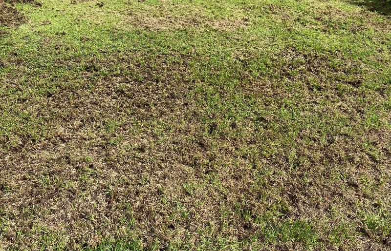 What is Top Dressing a Lawn and Do I Need to Do It?