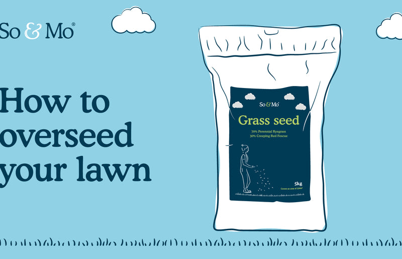 Overseeding your lawn