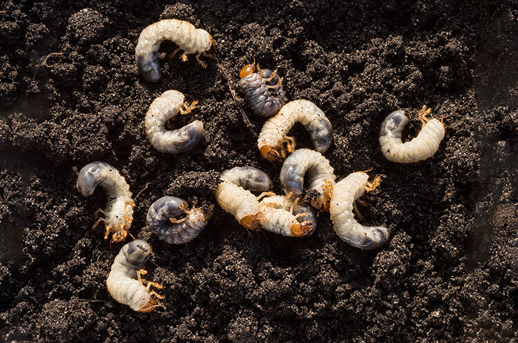 Dealing With Chafer Grubs in Your Lawn