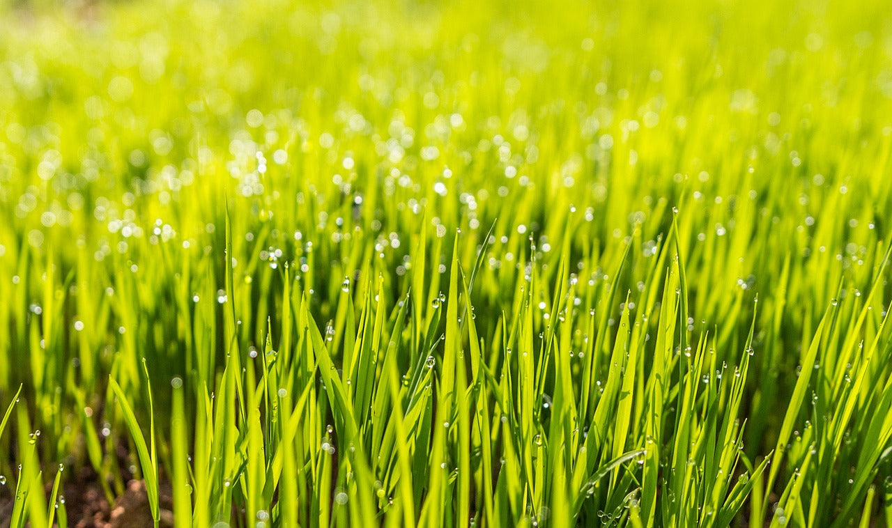 Why Does a Wetting Agent Help My Lawn?