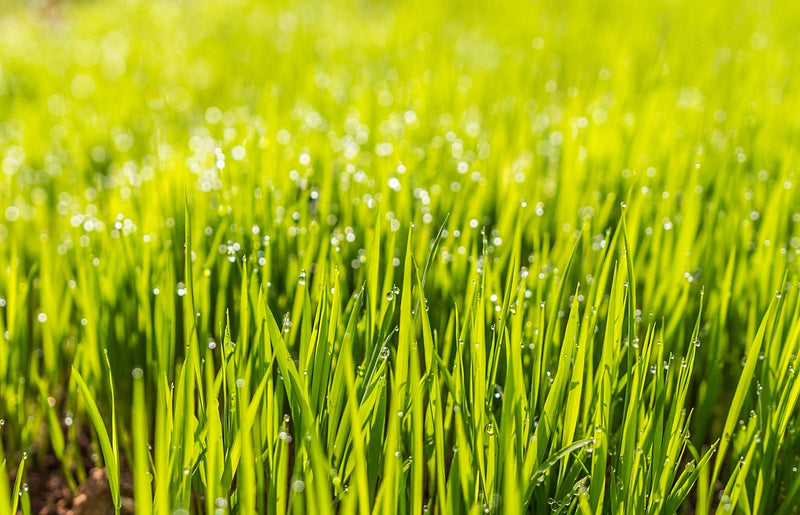 Why Does a Wetting Agent Help My Lawn?