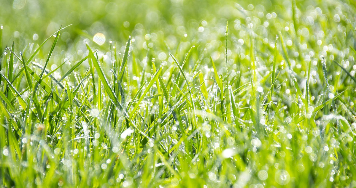 Why is Rain Water Better Than Watering Your Lawn?