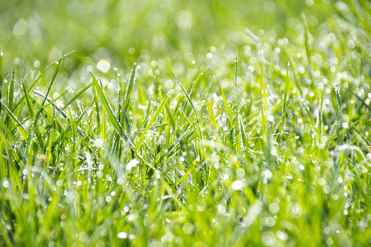 How does the grass plant absorb liquid feed?