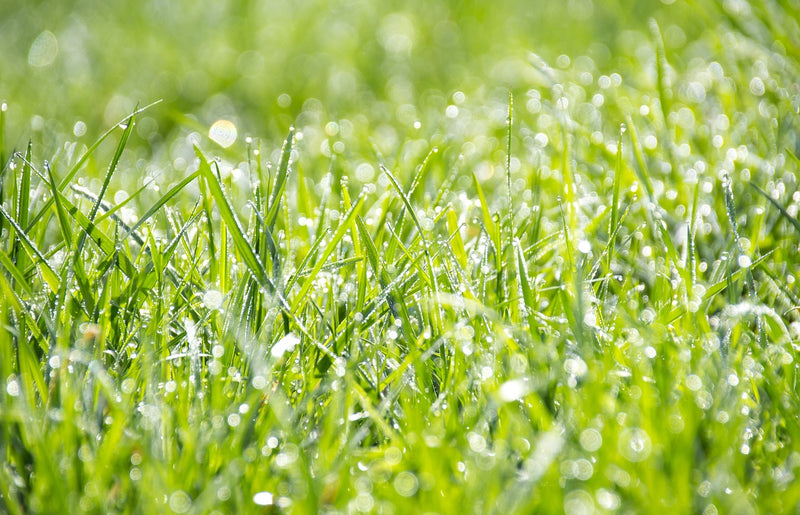 How does the grass plant absorb liquid feed?