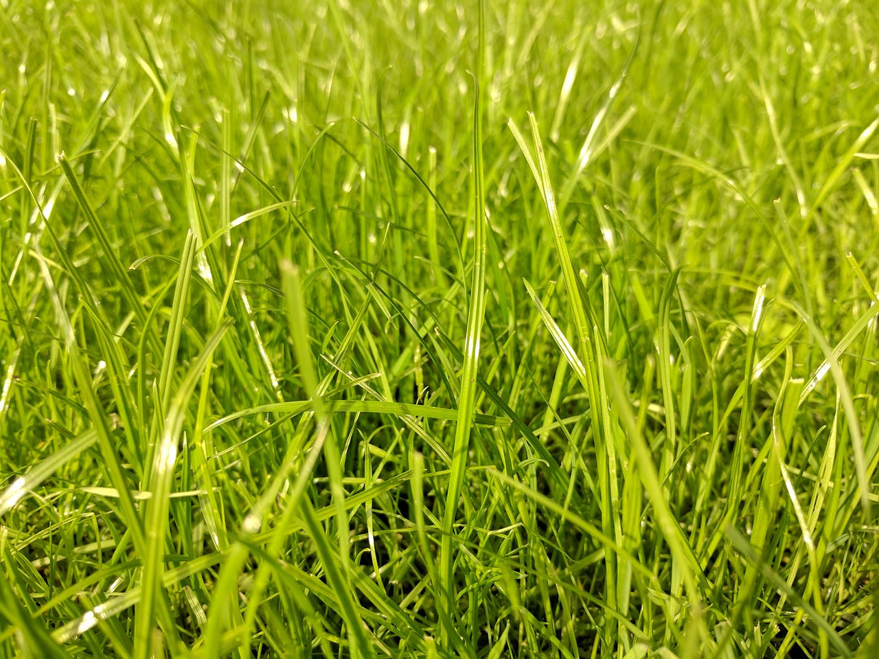 What is Leaching and How Does it Affect My Lawn?