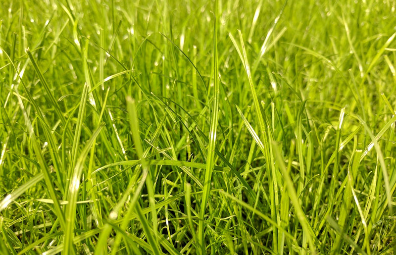 What is Leaching and How Does it Affect My Lawn?