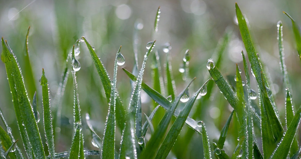 Can I Cut My Lawn When It's Wet?