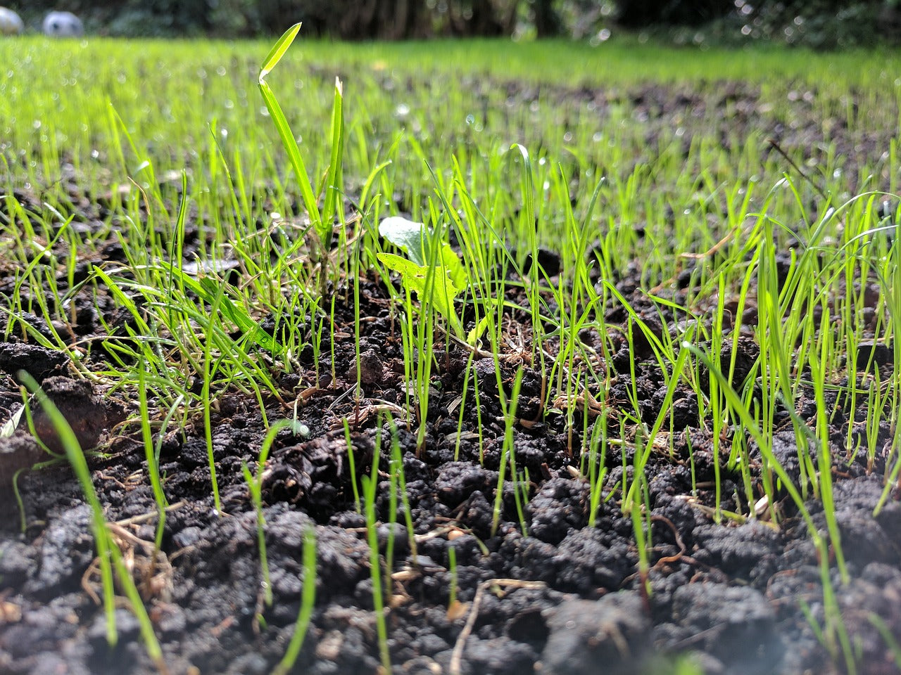 Do I Need to Feed After Seeding My Lawn?