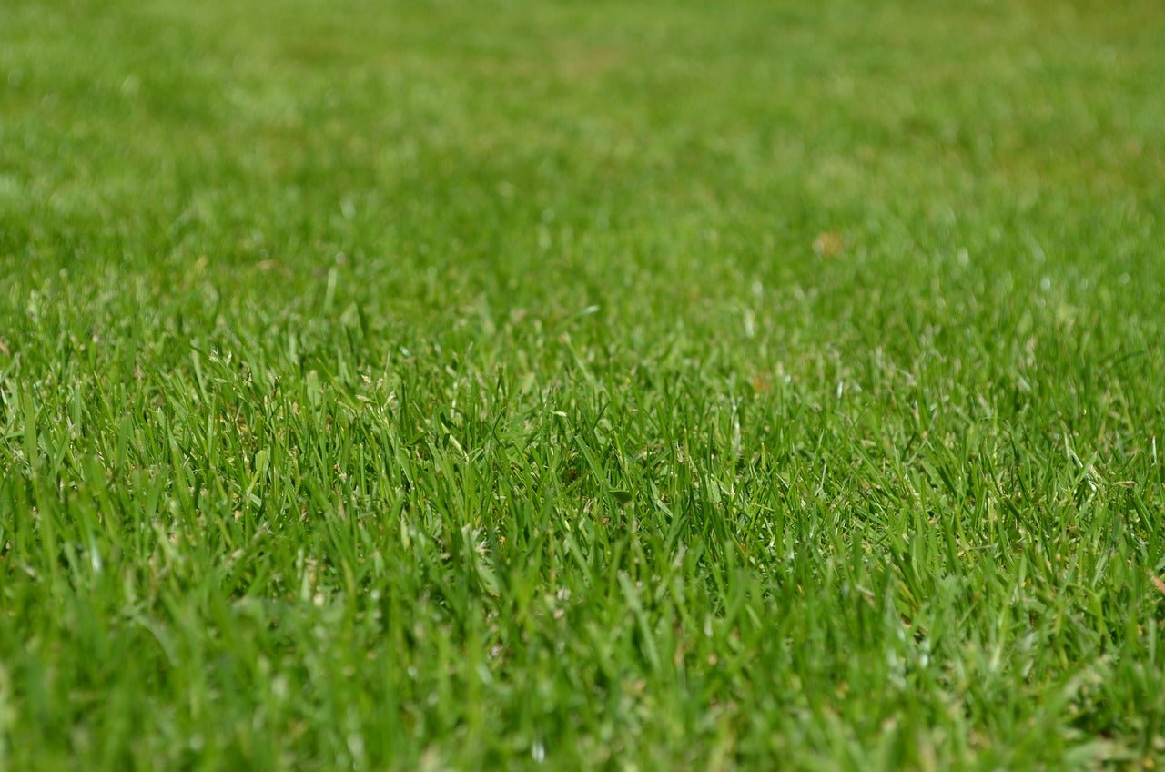 A Guide To Luxury Lawn Seed