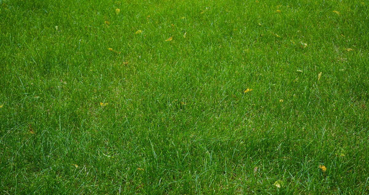 How do I tell what grass types I have in my lawn?