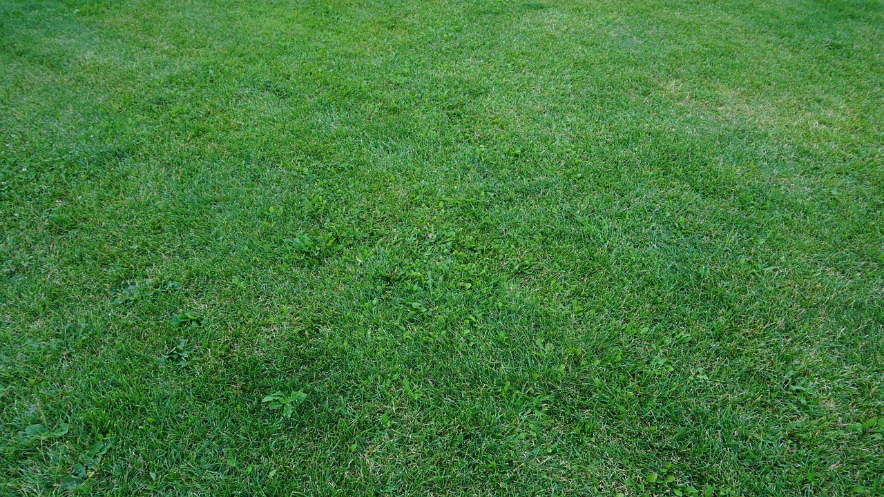 I'm Starting to Get Weeds in My Lawn, What Should I Do?