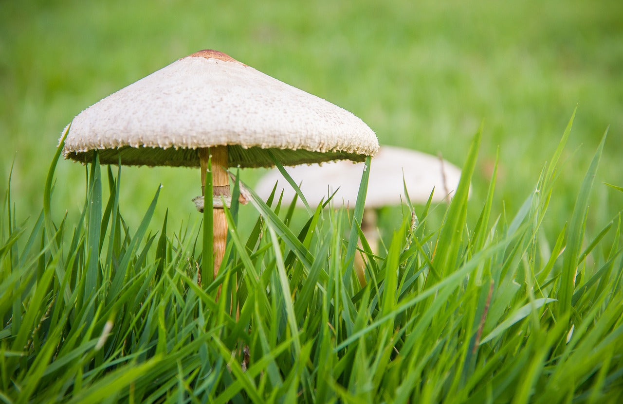Why have I got mushrooms in my lawn?