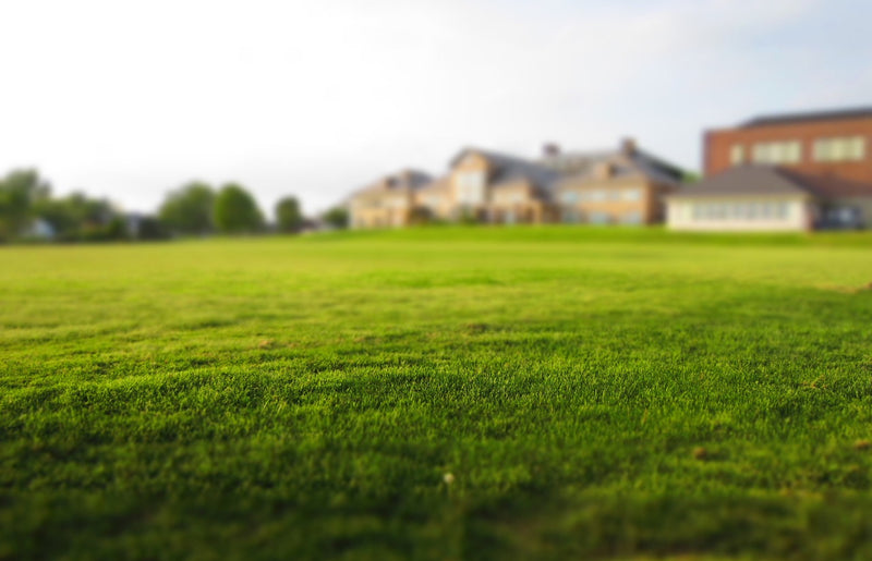 How Excessive Rainwater Can Lead to Nutrient Deficient Lawns