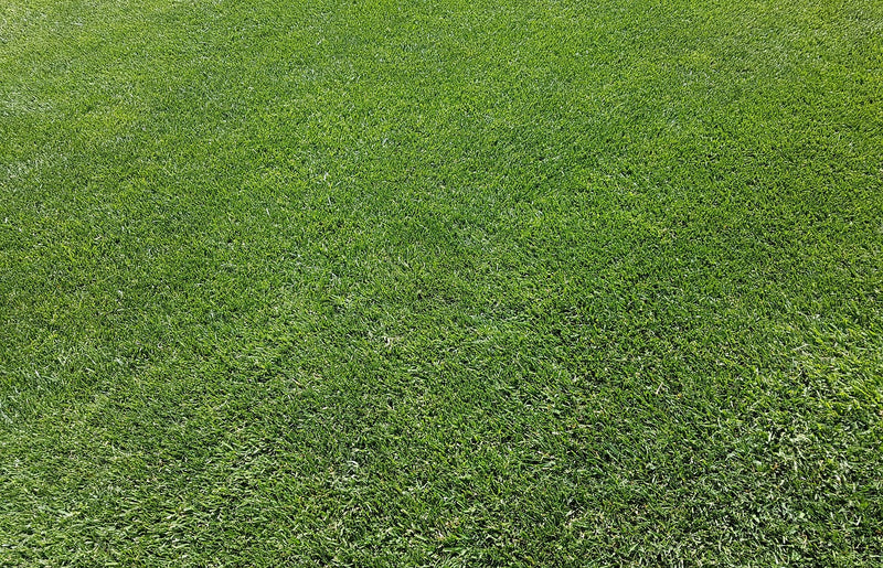 How to Tell if My Lawn Needs a Feed?