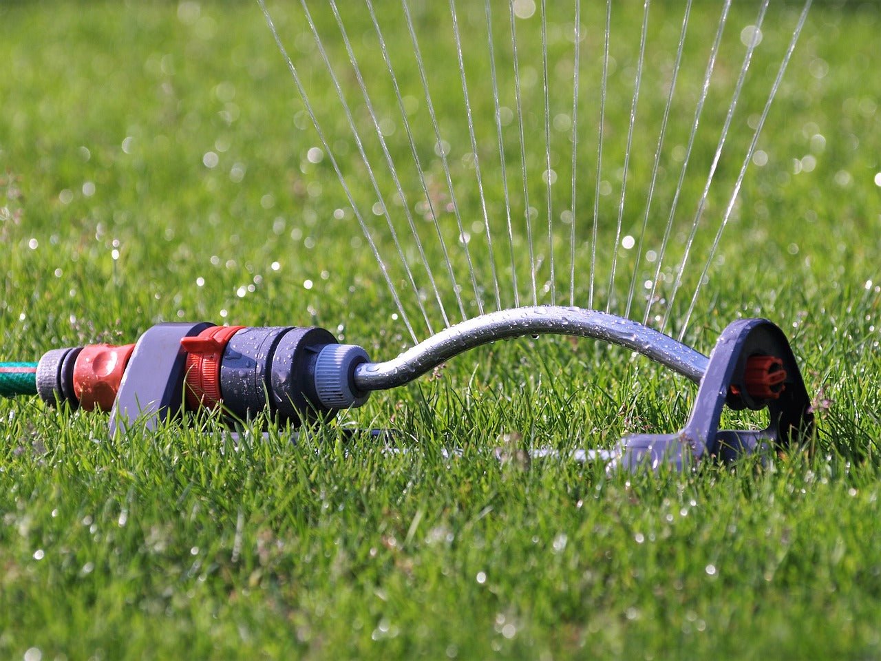 Best Time To Water Lawn
