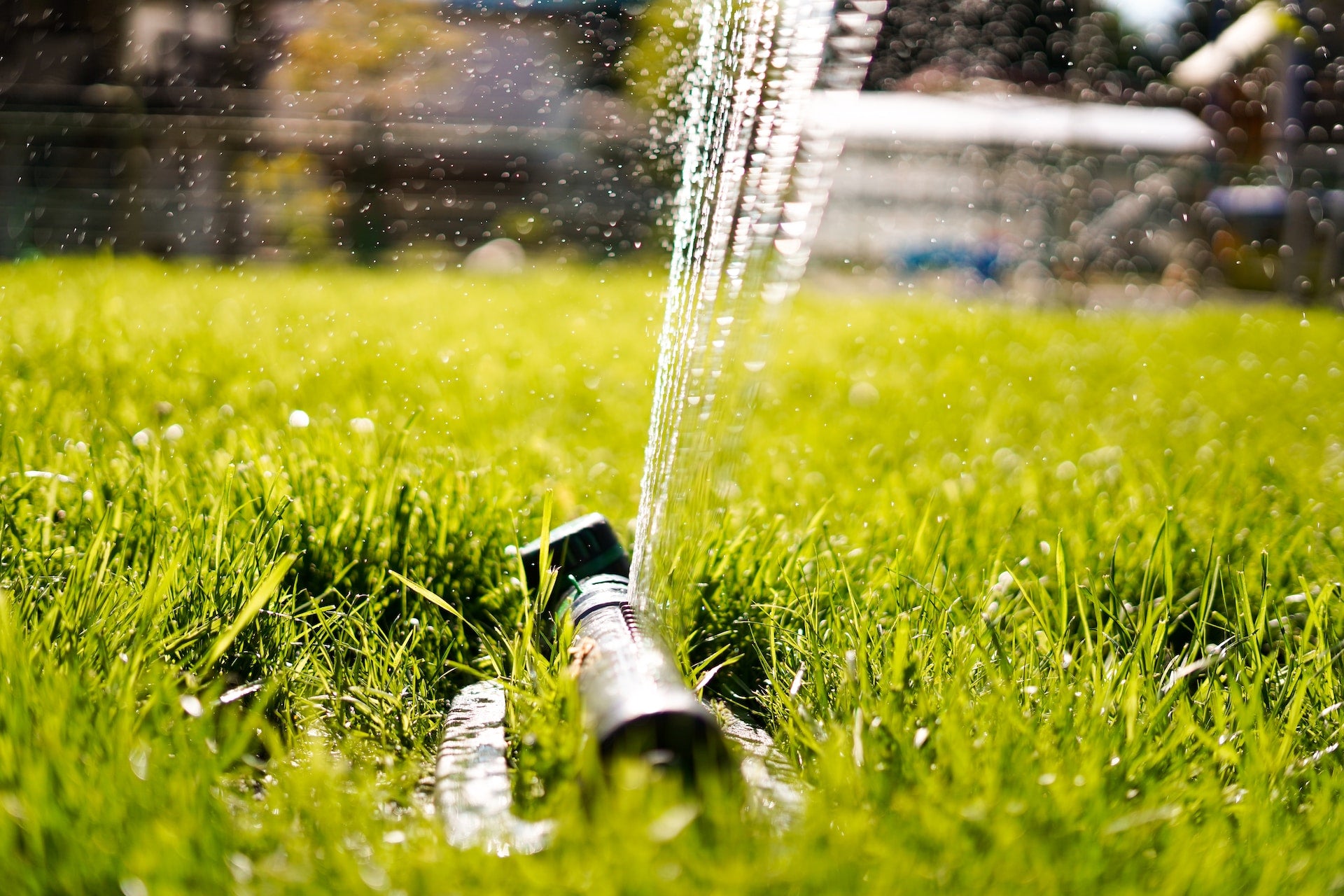 How much do I need to water my lawn during a heatwave?