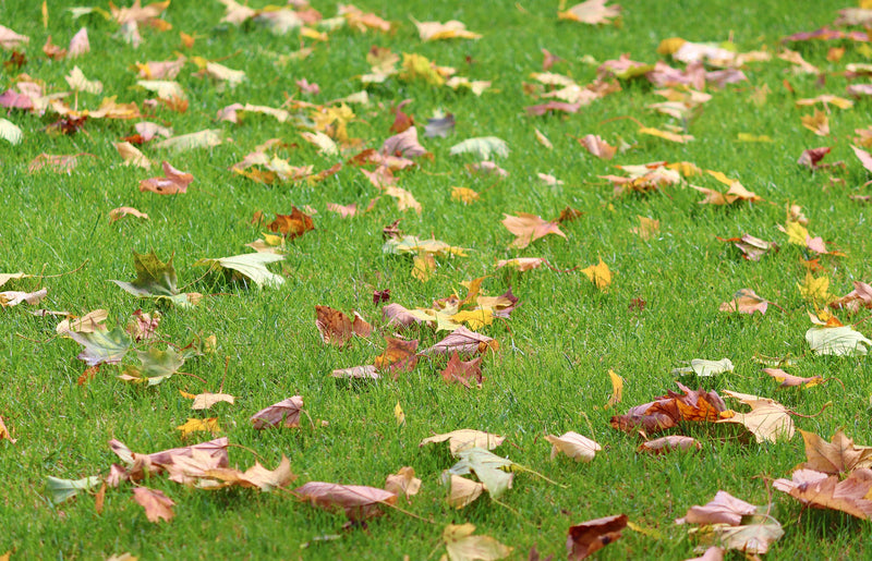 Autumn Lawn Care Tips to Keep Your Garden Looking Great All Season Long