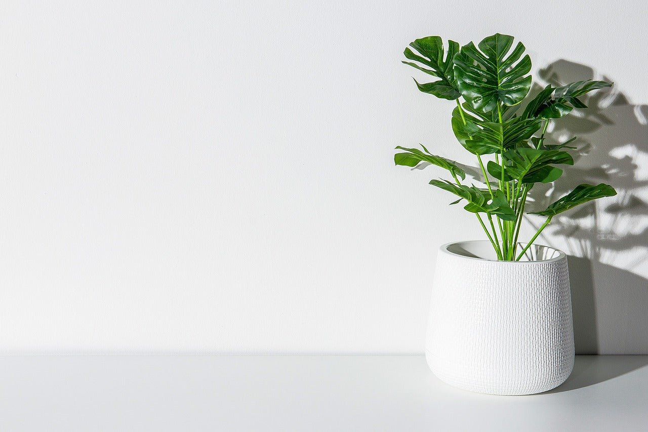 How Often Should I Feed My Swiss Cheese Plant?