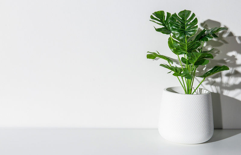How Often Should I Feed My Swiss Cheese Plant?