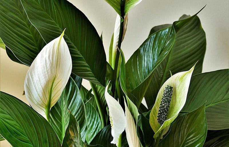 How Often Should I Feed My Peace Lily?