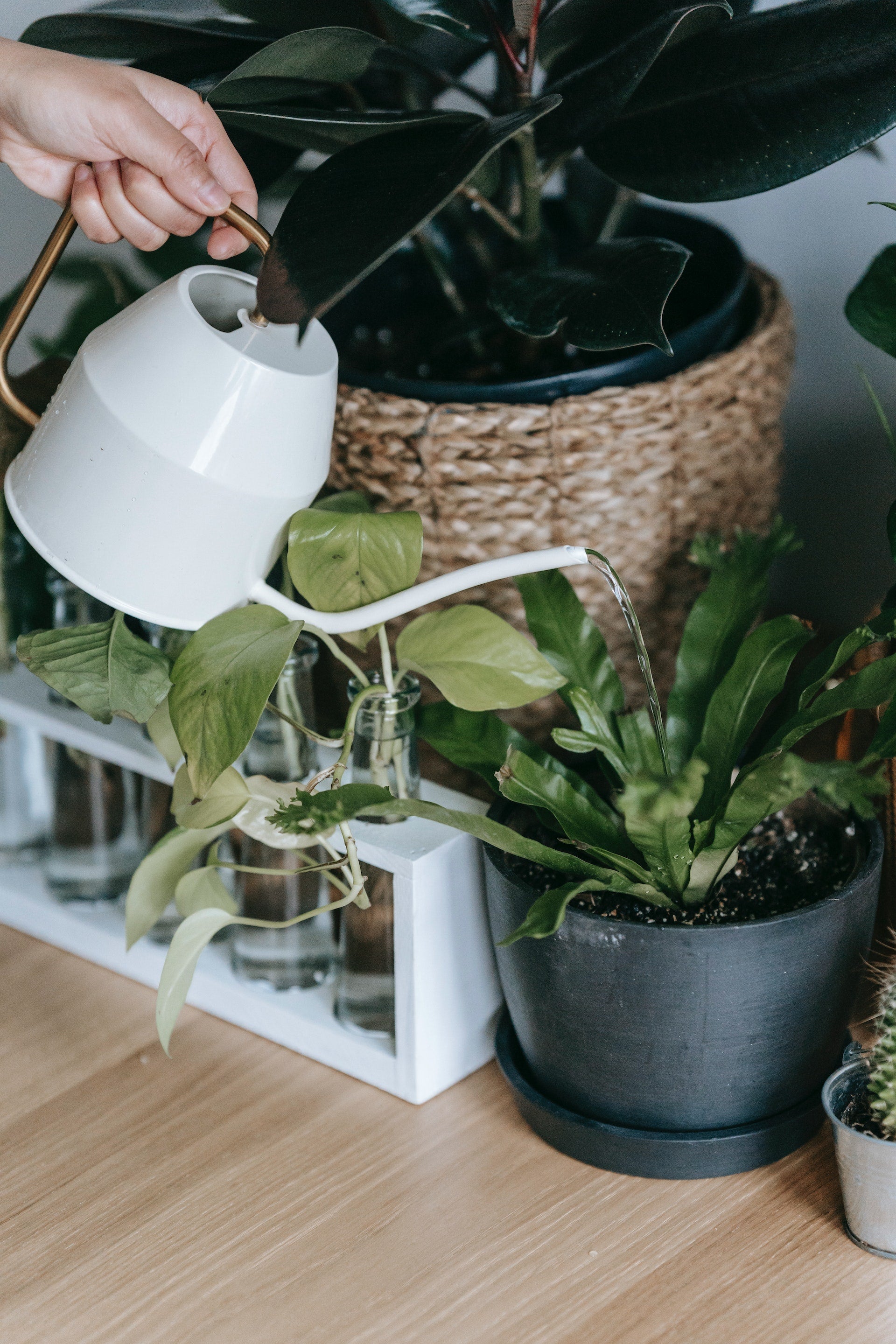 Is a Watering Can or Sprayer Best for Watering My Houseplants?