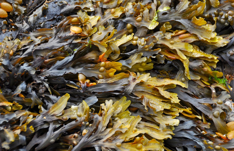 What does seaweed do for plants?