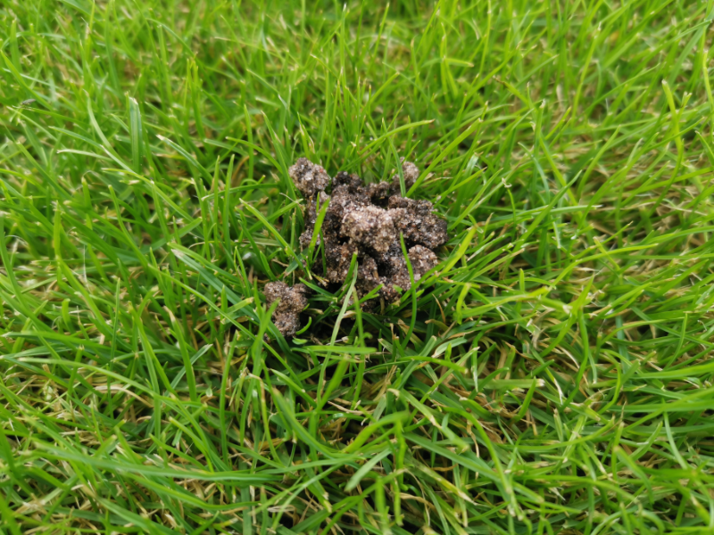Worm casts ruining you lawn?