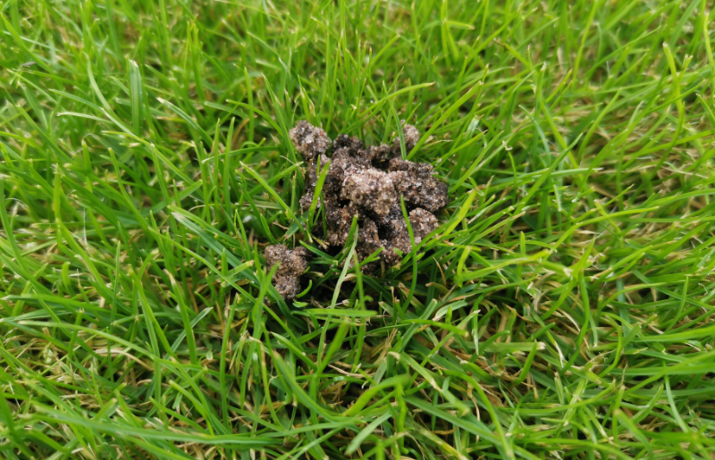Worm casts ruining you lawn?