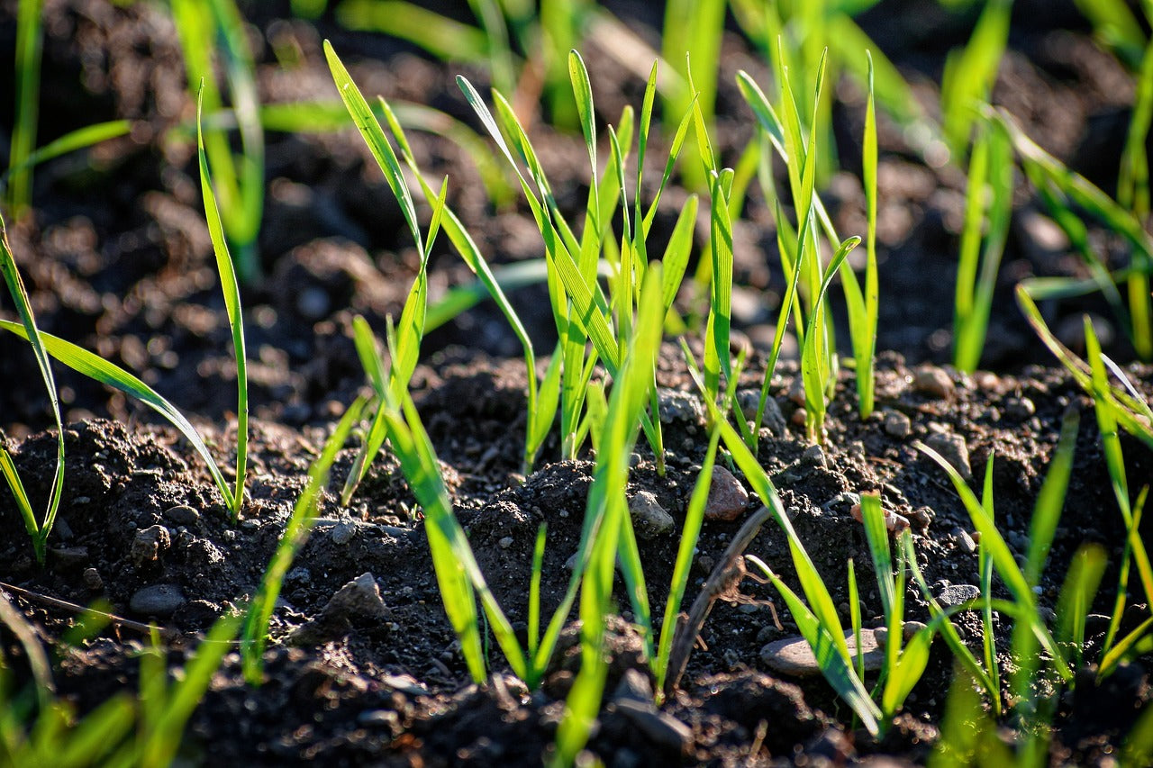 How long does it take grass seed to grow?