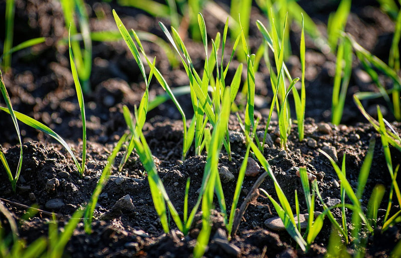 How long does it take grass seed to grow?
