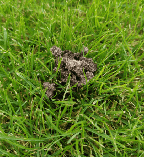 Worm & Pest Control